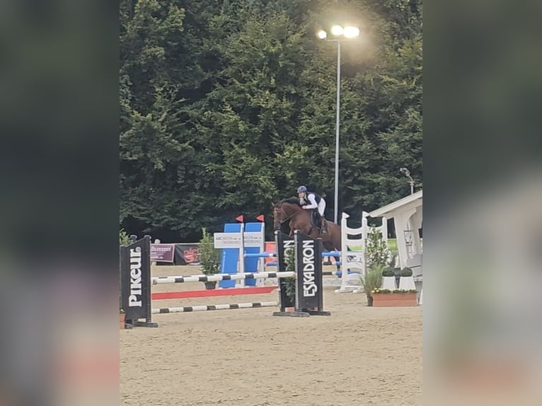 Trakehner Giumenta 19 Anni 165 cm in Melle