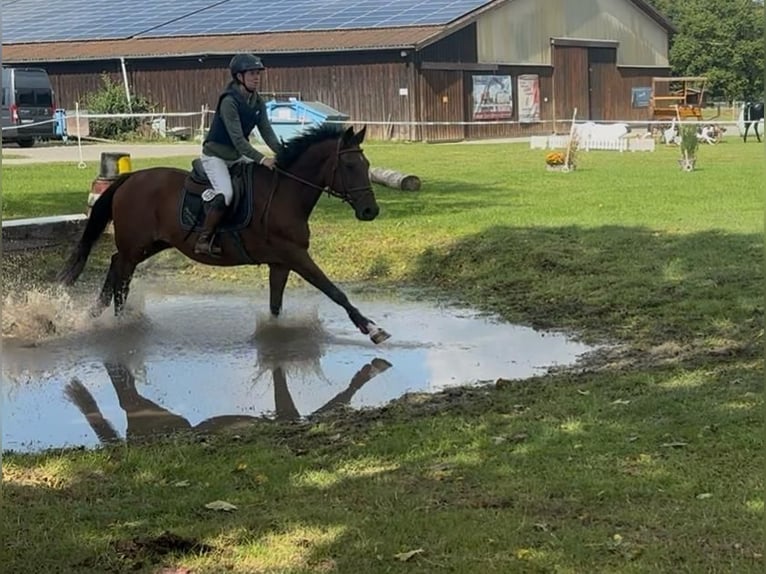 Trakehner Giumenta 19 Anni 165 cm in Melle