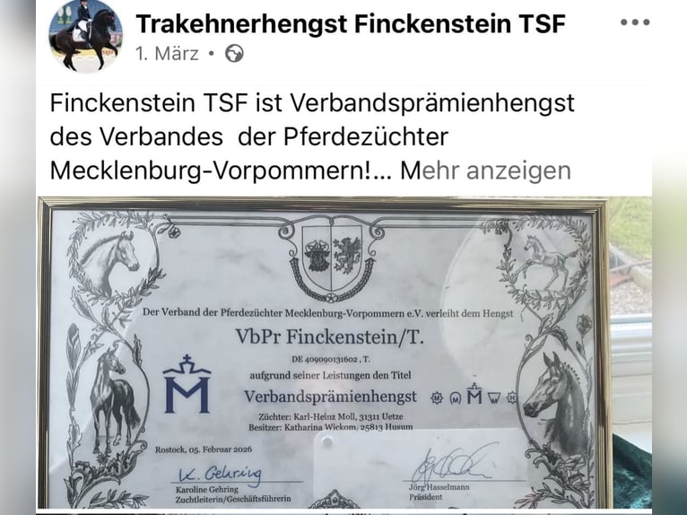 Trakehner Giumenta 1 Anno 150 cm Baio scuro in Edemissen