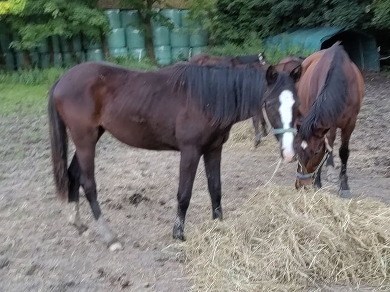 Trakehner Giumenta 1 Anno 151 cm Baio nero in Otterndorf