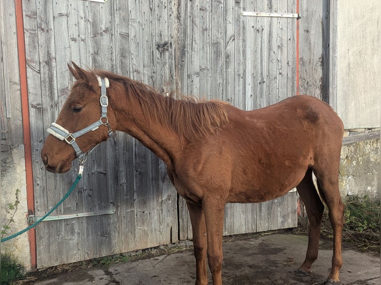 Trakehner Mix Giumenta 1 Anno 160 cm Sauro in Güstrow