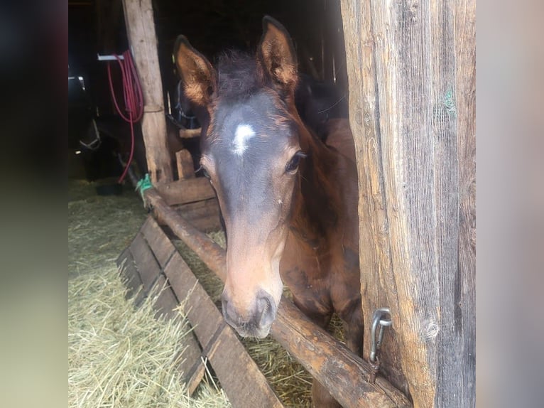 Trakehner Giumenta 1 Anno 165 cm Baio scuro in Adelsried