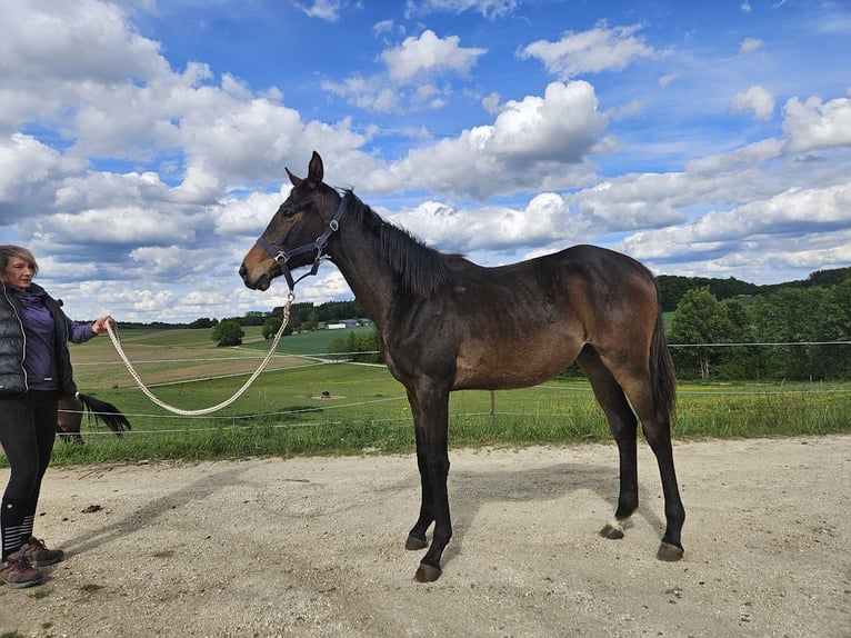 Trakehner Giumenta 1 Anno 166 cm Baio scuro in Adelsried