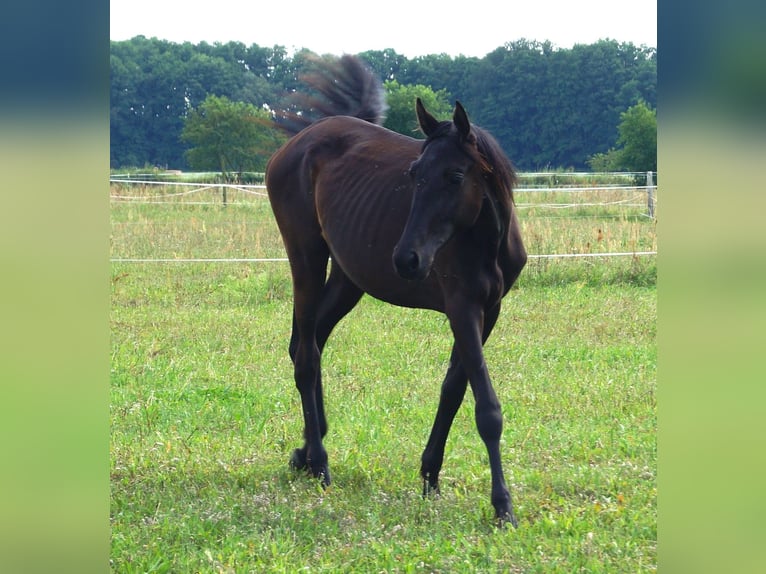 Trakehner Giumenta 1 Anno 167 cm Morello in Sperenberg