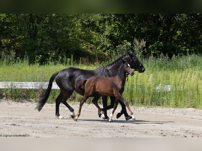 Trakehner Giumenta 1 Anno 168 cm Baio in Scharbeutz