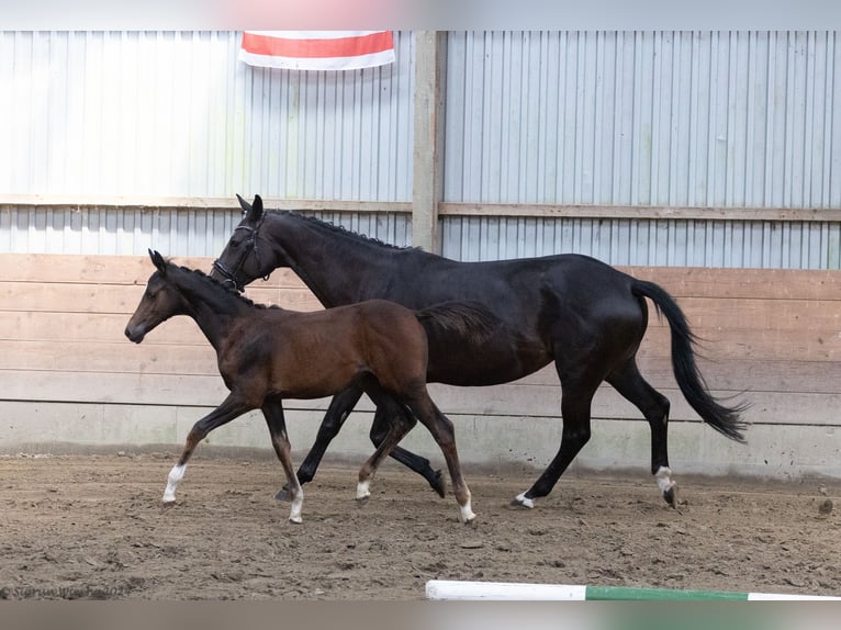 Trakehner Giumenta 1 Anno 168 cm Baio in Scharbeutz