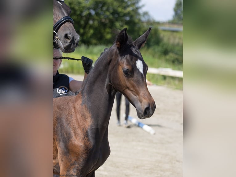 Trakehner Giumenta 1 Anno 168 cm Baio in Scharbeutz