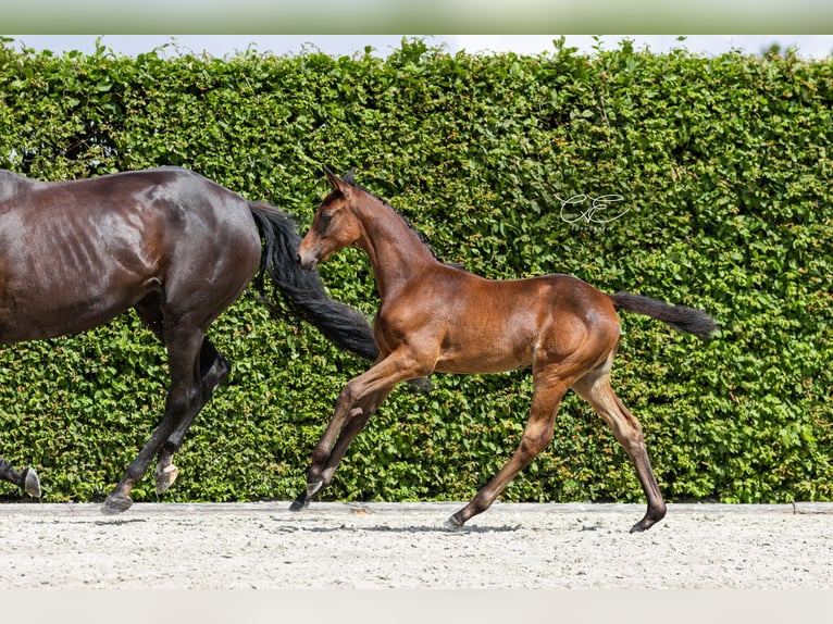 Trakehner Giumenta 1 Anno 168 cm Baio scuro in SelkSelk