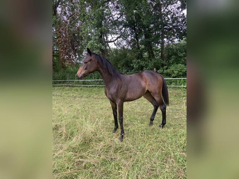 Trakehner Giumenta 1 Anno 168 cm Baio scuro in SelkSelk