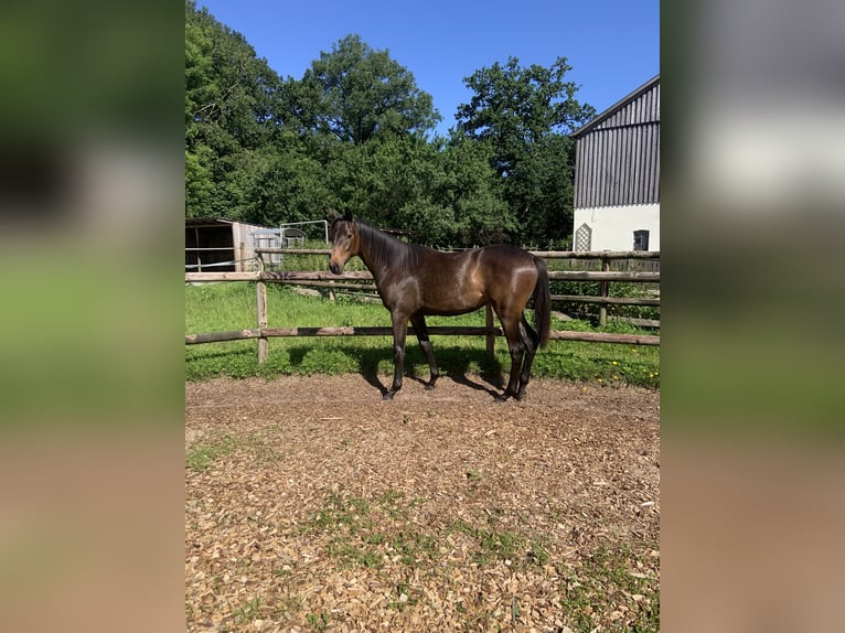 Trakehner Giumenta 1 Anno 168 cm Baio scuro in SelkSelk