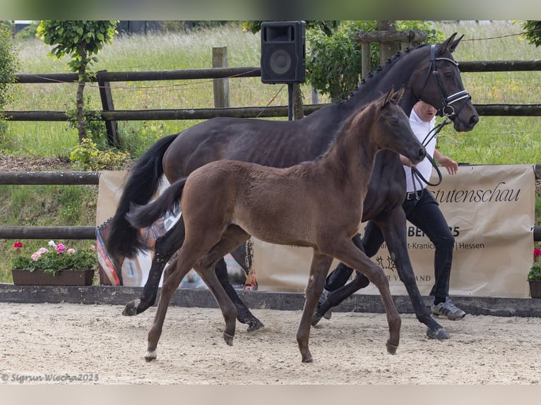 Trakehner Giumenta 1 Anno 168 cm Baio scuro in Hennef