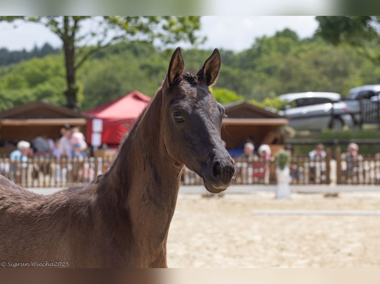 Trakehner Giumenta 1 Anno 168 cm Baio scuro in Hennef