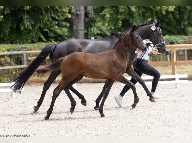 Trakehner Giumenta 1 Anno 168 cm Morello in Löbau