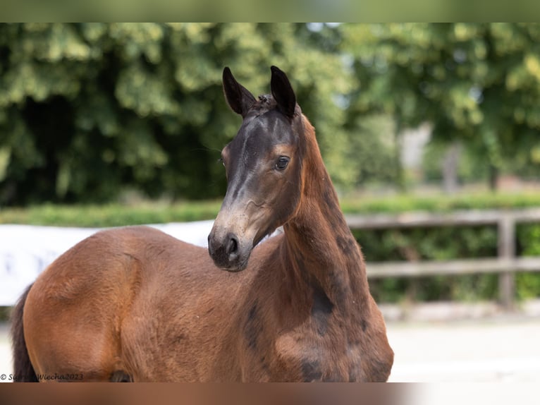 Trakehner Giumenta 1 Anno 168 cm Morello in Löbau