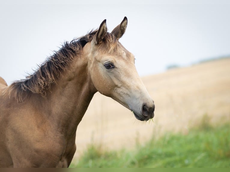 Trakehner Giumenta 1 Anno 168 cm Pelle di daino in Wolfhagen