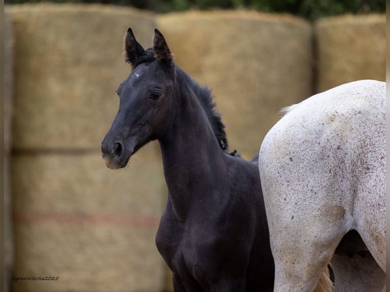 Trakehner Giumenta 1 Anno 169 cm Morello in Aytos