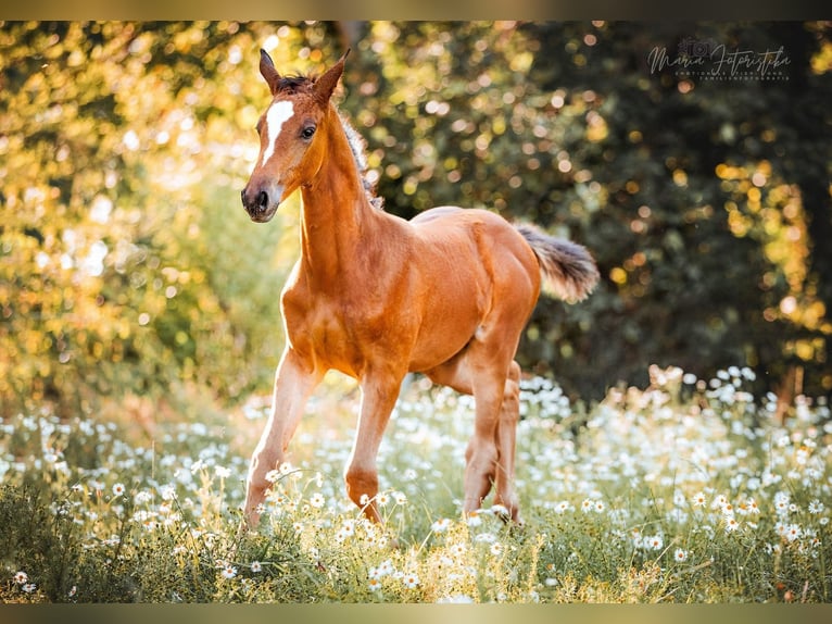 Trakehner Giumenta 1 Anno 170 cm Baio in Burgstädt