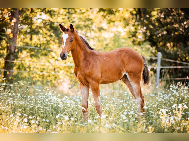 Trakehner Giumenta 1 Anno 170 cm Baio in Burgstädt