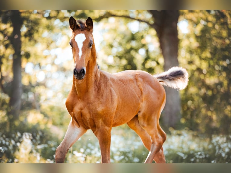 Trakehner Giumenta 1 Anno 170 cm Baio in Burgstädt