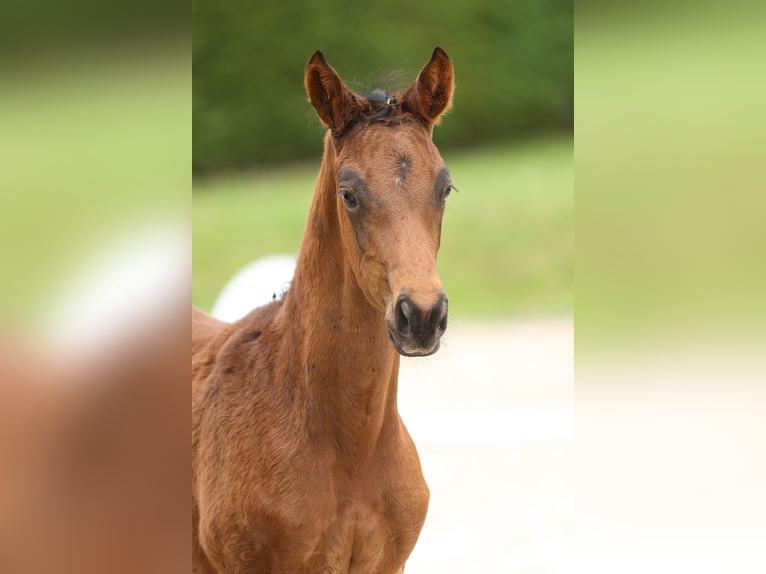 Trakehner Giumenta 1 Anno 170 cm Baio scuro in Wolfhagen