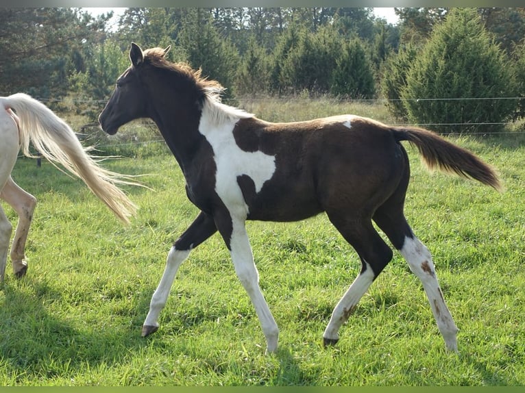 Trakehner Giumenta 1 Anno 170 cm Pezzato in Ruila