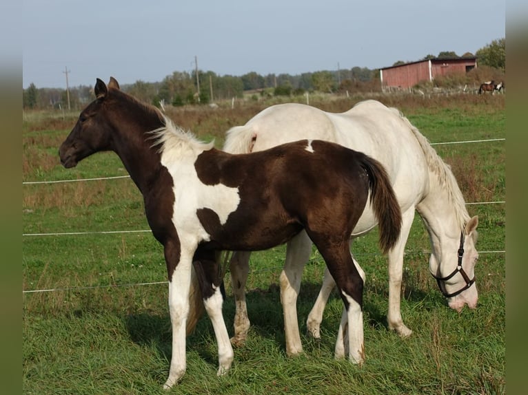 Trakehner Giumenta 1 Anno 170 cm Pezzato in Ruila