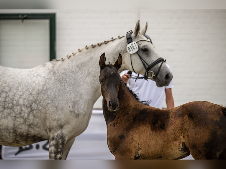 Trakehner Giumenta 1 Anno Baio in Kropp