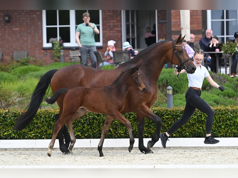 Trakehner Giumenta 1 Anno Baio in Bad Zwischenahn