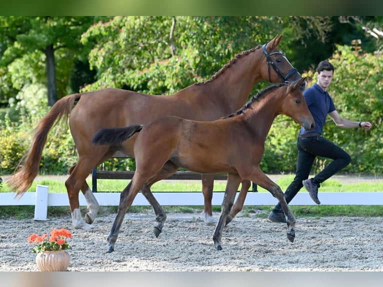 Trakehner Giumenta 1 Anno Baio in Rosdorf