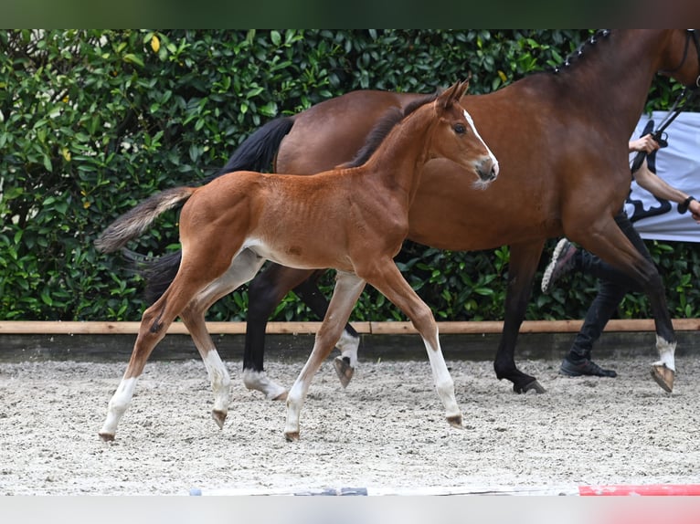 Trakehner Giumenta 1 Anno Baio in Ochtrup