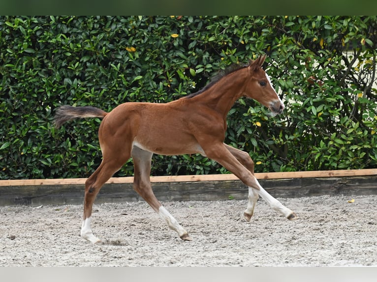 Trakehner Giumenta 1 Anno Baio in Ochtrup