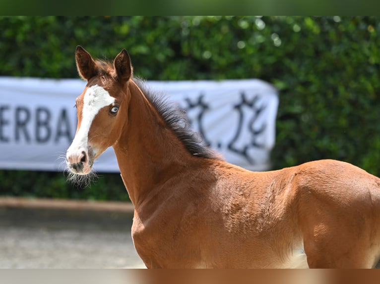 Trakehner Giumenta 1 Anno Baio in Ochtrup