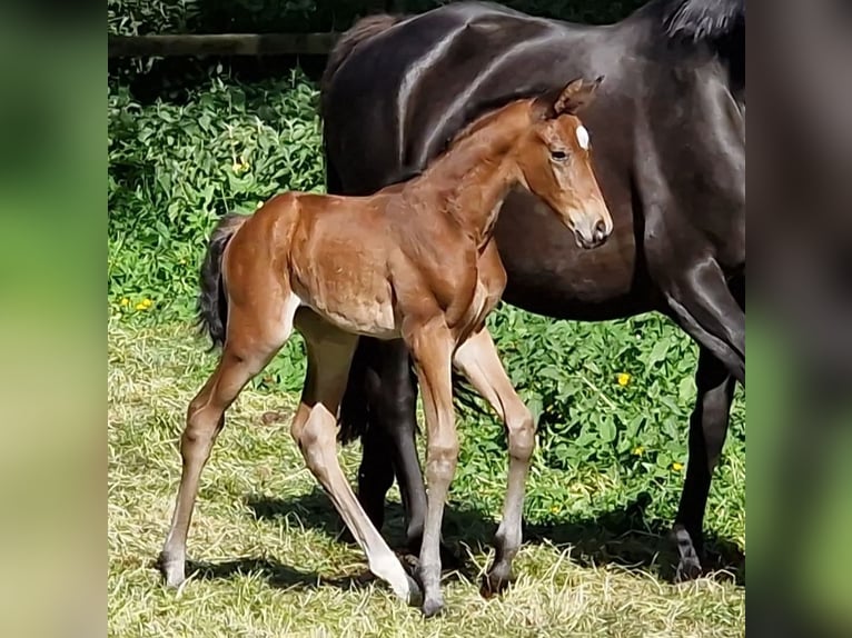 Trakehner Giumenta 1 Anno Baio in Majenfelde