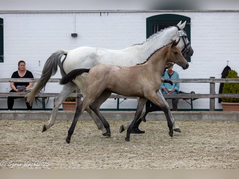 Trakehner Giumenta 1 Anno Baio chiaro in Kiel