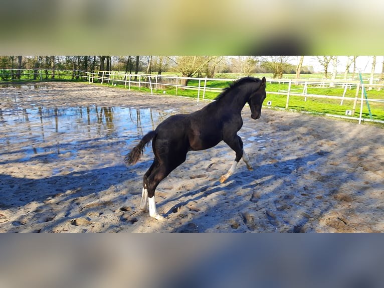 Trakehner Giumenta 1 Anno Baio nero in Otterndorf