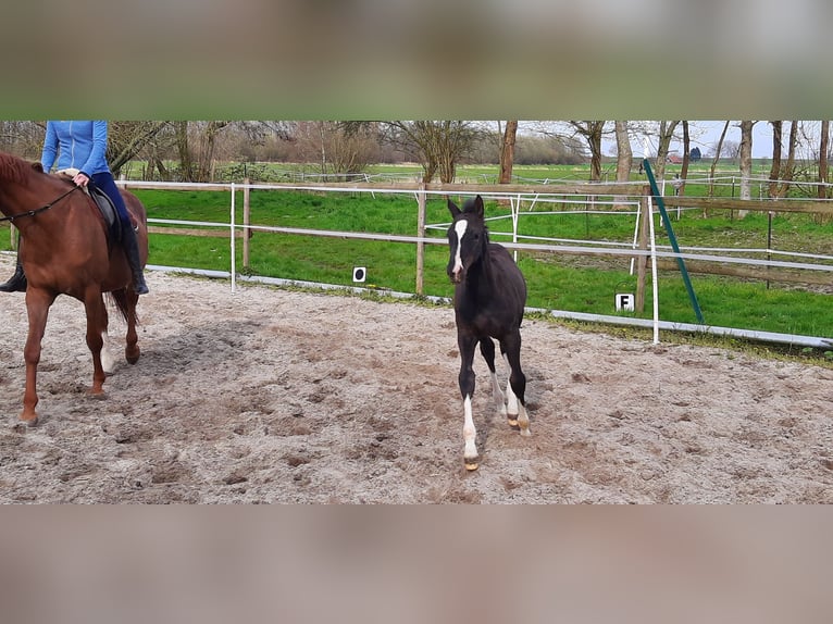 Trakehner Giumenta 1 Anno Baio nero in Otterndorf