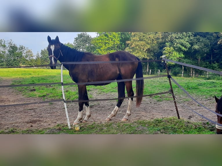 Trakehner Giumenta 1 Anno Baio nero in Otterndorf