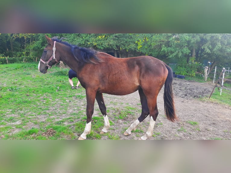 Trakehner Giumenta 1 Anno Baio nero in Otterndorf