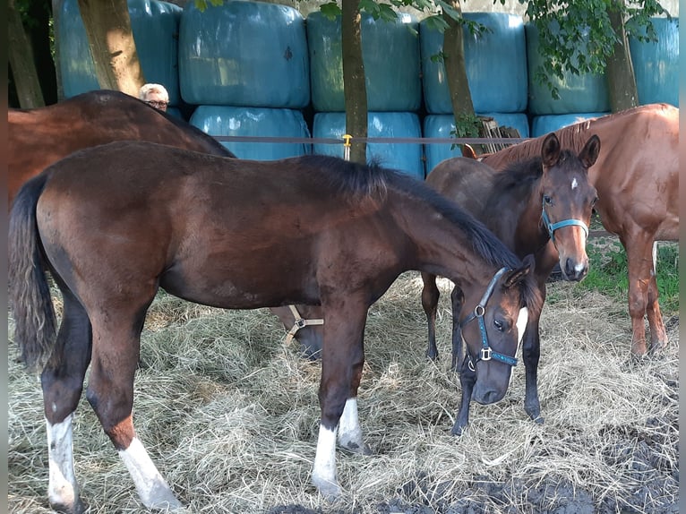 Trakehner Giumenta 1 Anno Baio nero in Otterndorf