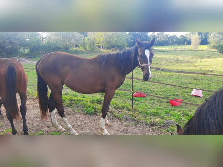 Trakehner Giumenta 1 Anno Baio nero in Otterndorf