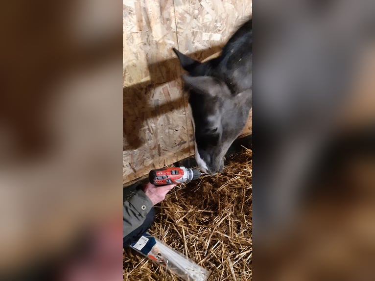 Trakehner Giumenta 1 Anno Baio nero in Otterndorf