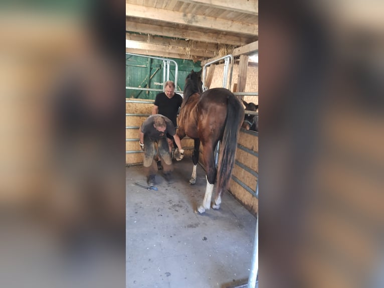 Trakehner Giumenta 1 Anno Baio nero in Otterndorf