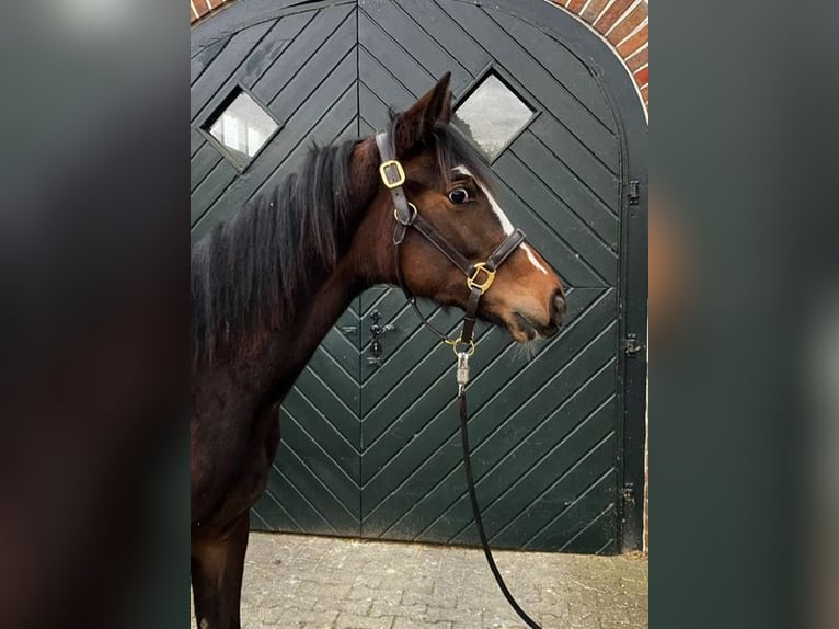 Trakehner Giumenta 1 Anno Baio scuro in Bühren