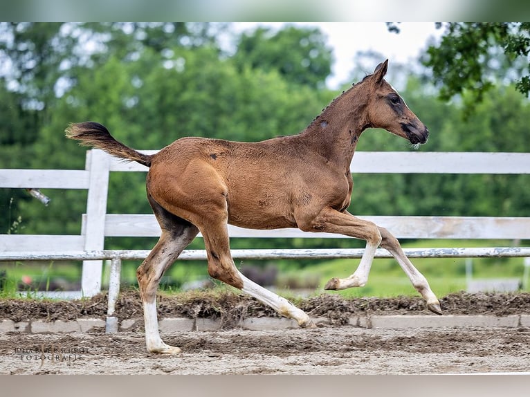 Trakehner Giumenta 1 Anno Baio scuro in Rotthalmünster