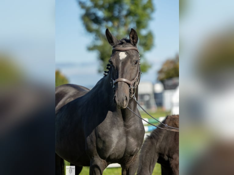 Trakehner Giumenta 1 Anno Baio scuro in Rotthalmünster