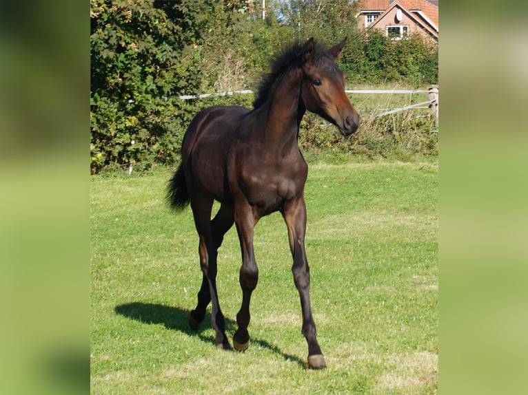 Trakehner Giumenta 1 Anno Baio scuro in Holzbunge