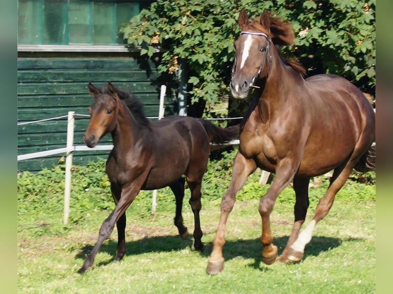 Trakehner Giumenta 1 Anno Baio scuro in Holzbunge