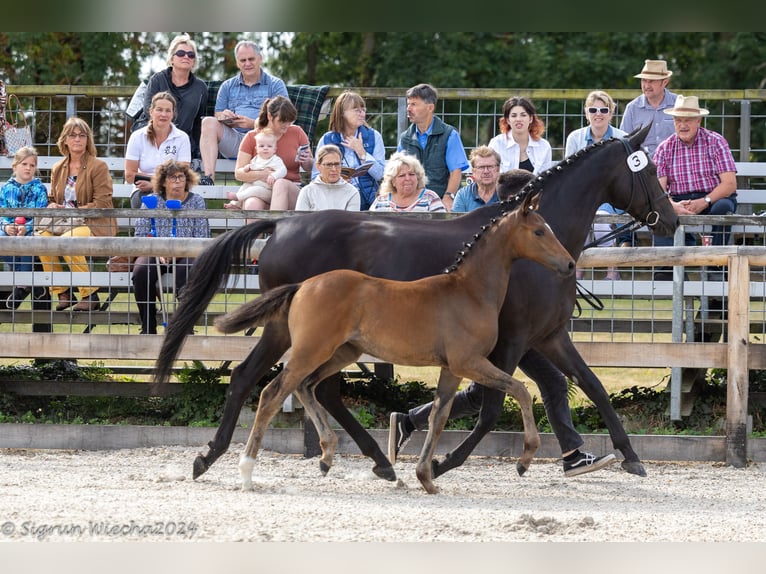 Trakehner Giumenta 1 Anno in Lengenfeld