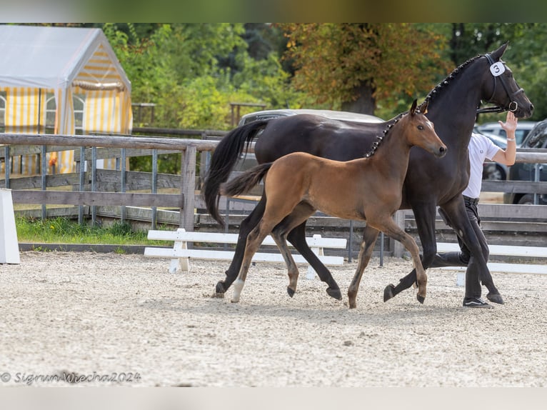 Trakehner Giumenta 1 Anno in Lengenfeld