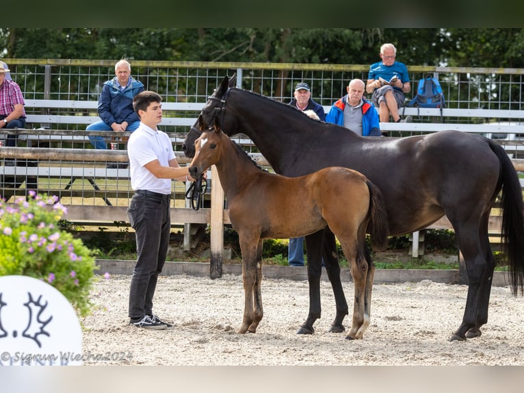 Trakehner Giumenta 1 Anno in Lengenfeld